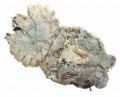 100_1816.JPG